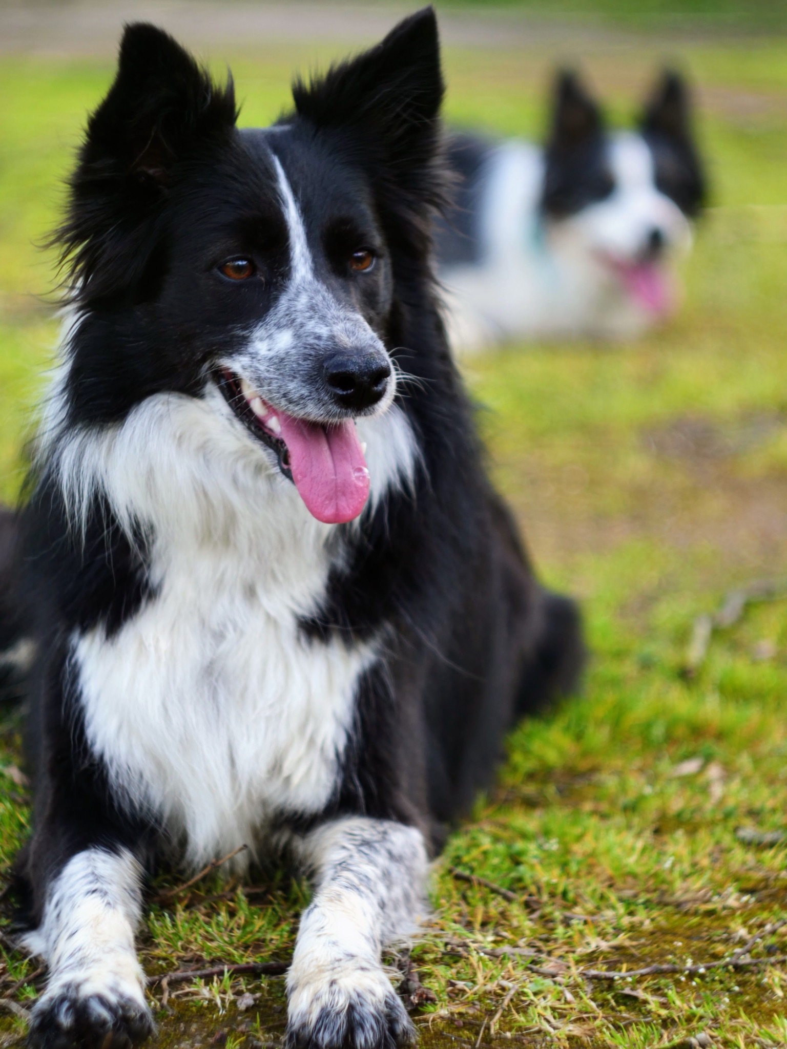 Border Collie