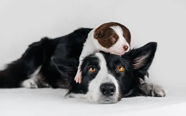 Border Collie beside a puppy