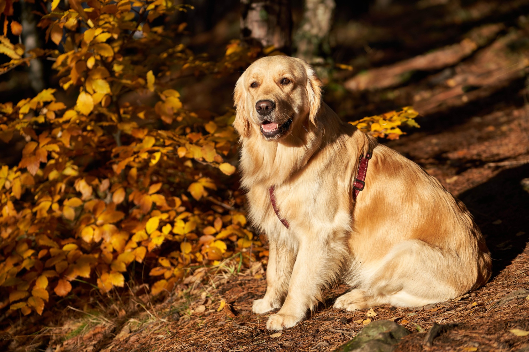 Golden Retriever