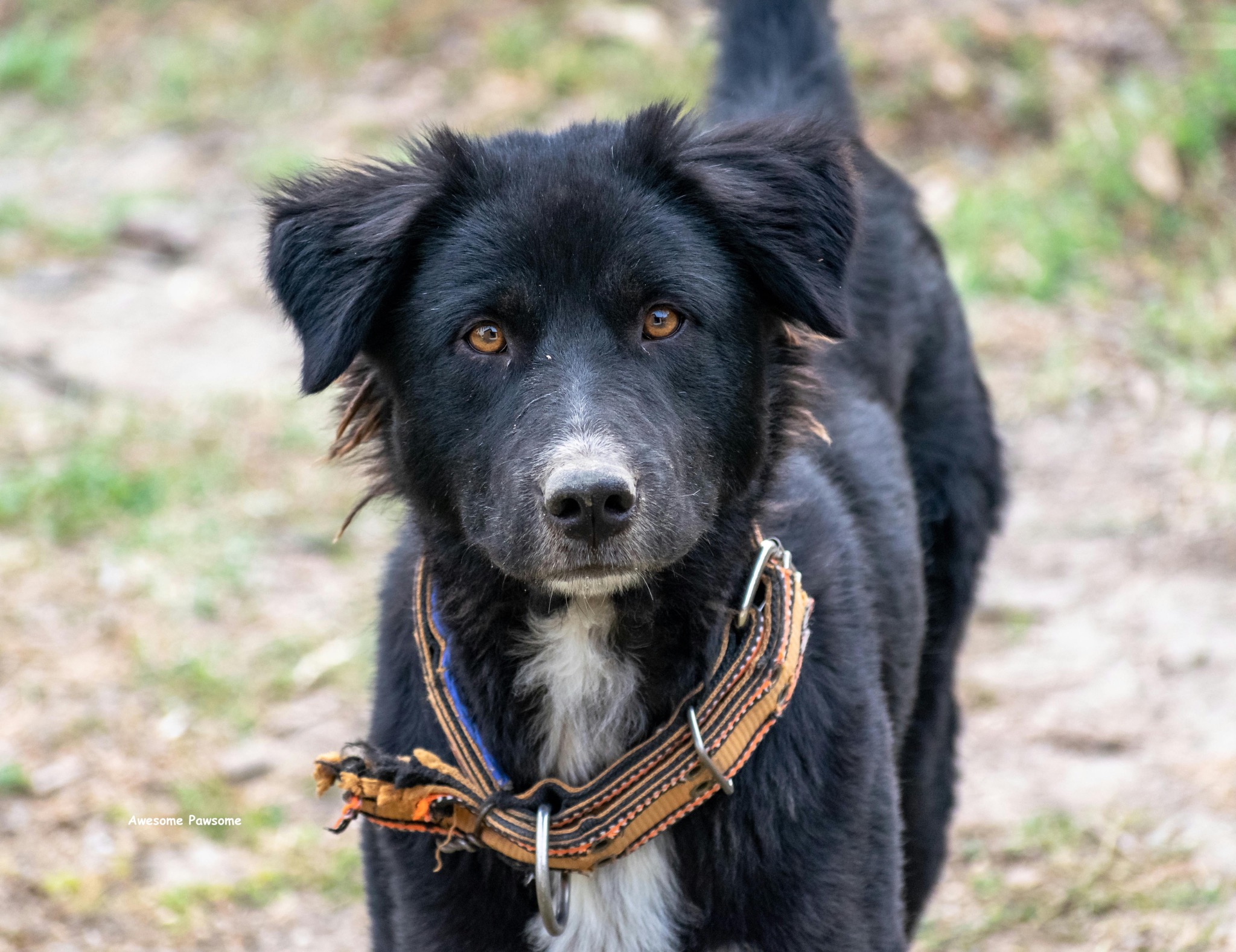 Hero dog