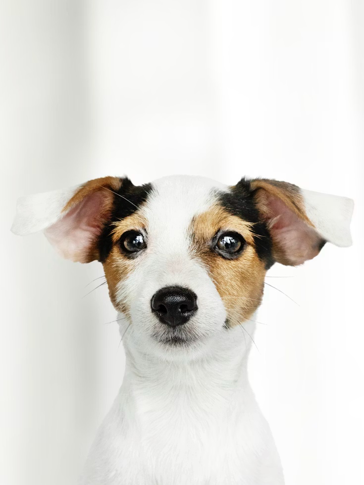 Awe Pawsome dog community